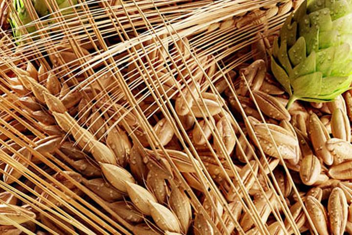 啤酒原料麥芽--黄瓜视频在线观看啤酒設備供應商