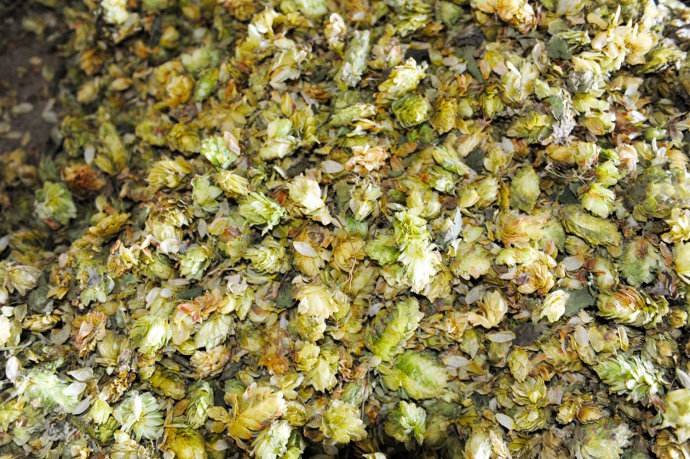 啤酒原料整酒（jiǔ）花