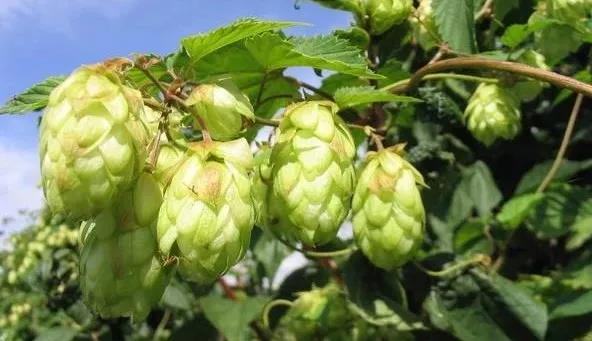 啤酒原料（liào）酒花